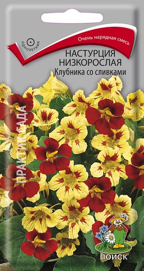 Настурция низкорослая Клубника со сливками купить с доставкой в ...