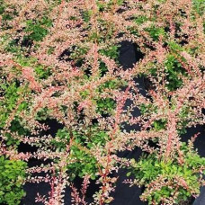 Барбарис Тунберга Наташа (Серия Люкс)