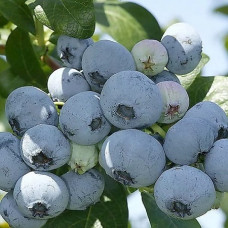 Голубика высокорослая Нельсон