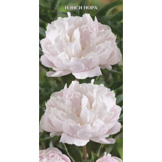 Пион травянистый Нэнси Нора