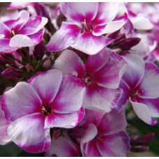 Флокс Неон Флэр Блу (метельчатый)