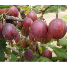 Крыжовник Неслуховский