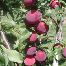 Слива русская (Алыча) Несмеяна