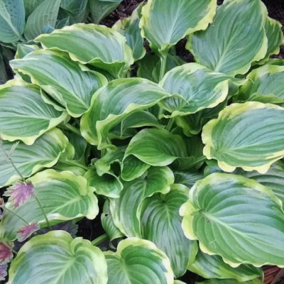 Хоста гибридная Шуга энд Спайс