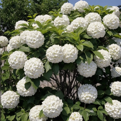 Калина обыкновенная Бульденеж (Розеум)