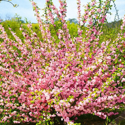 Миндаль трехлопастной (Луизеания) Цзилинская