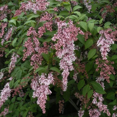 Сирень Комарова (пониклая)