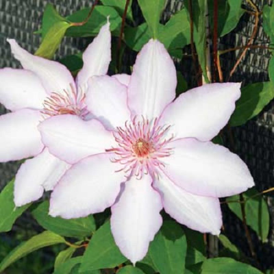 Клематис Нина (крупноцветковый)