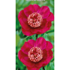 Пион травянистый Ниппон Бьюти