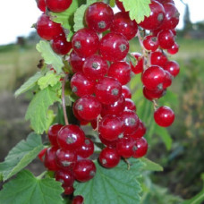 Смородина красная Нива