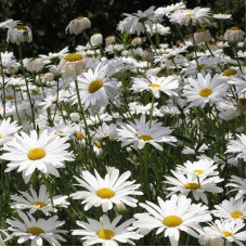 Нивяник великолепный