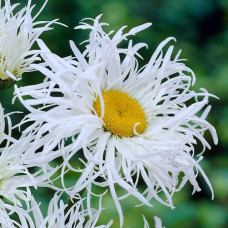 Нивяник наибольший Олд Корт Верайети  