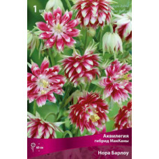 Аквилегия гибрид МакКаны Нора Барлоу