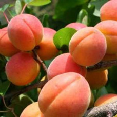 Абрикос Новоспасский