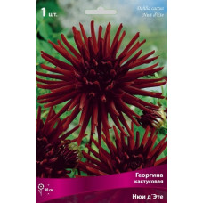 Георгина Нюи д'Эте (кактусовая)