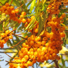 Облепиха Сударушка 