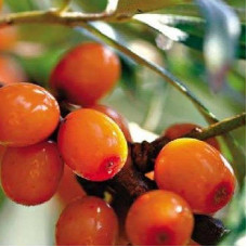 Облепиха Алтайская