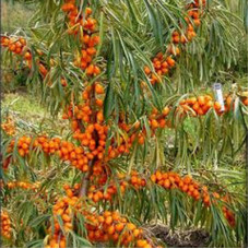 Облепиха Ажурная