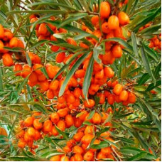 Облепиха Чечек