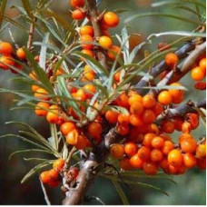 Облепиха Чулышманка