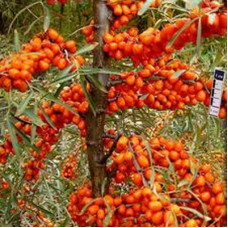 Облепиха Джемовая