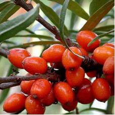 Облепиха Красный Факел