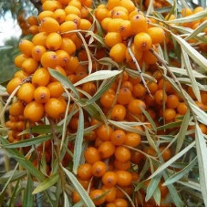 Облепиха Лейкора