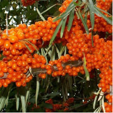 Облепиха Любимая