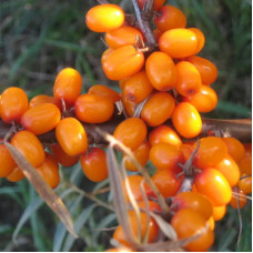 Облепиха Нижегородская сладкая