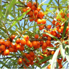 Облепиха Пантелеевская