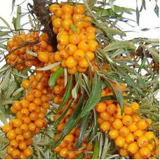 Облепиха Подруга