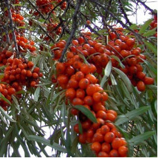 Облепиха Превосходная