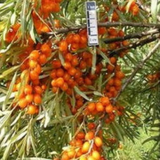 Облепиха Теньга