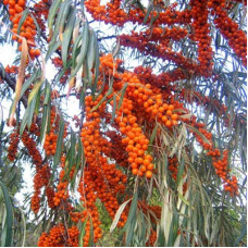 Облепиха Улала