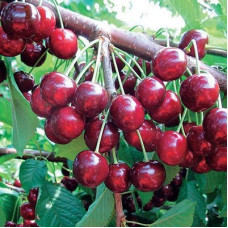 Черешня Одринка