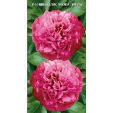 Пион травянистый Оффициналис Розеа Плена