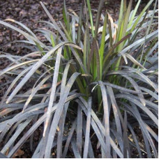 Офиопогон плоскострелый Нигер