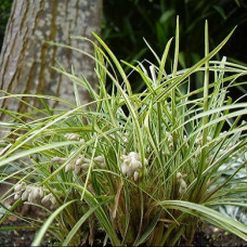 Офиопогон Сильвер Мист