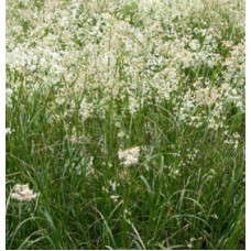 Ожика снежно-белая  