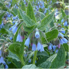 Окопник кавказский