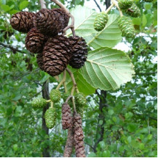 Ольха черная Глутиноза