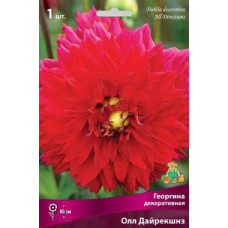 Георгина Олл Дайрекшнз (декоративная)