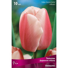 Тюльпан Оллиулес