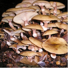 Опенок зимний, мицелий древесно-палочный (брусочки 12 шт)