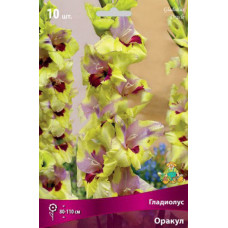 Гладиолус Оракул (крупноцветковый) 