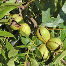 Орех грецкий  