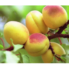 Абрикос Орловчанин