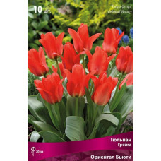 Тюльпан Ориентал Бьюти