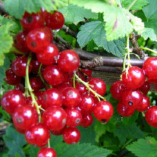 Смородина красная Орловчанка