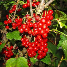 Смородина красная Орловская звезда